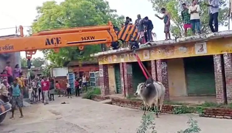 bull,rescue,crane,roof,fatehpur,uttar pradesh,weird news