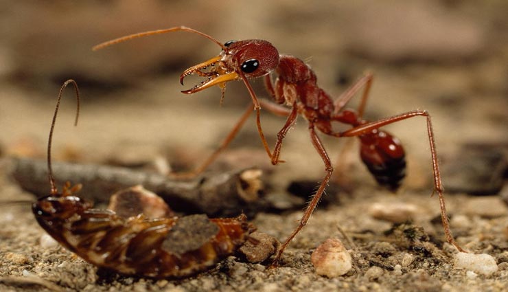 हमले के लिए अपने जबड़े का इस्तेमाल करती हैं यह चींटी, खतरनाक ऐसी कि ले सकती हैं इंसान की जान