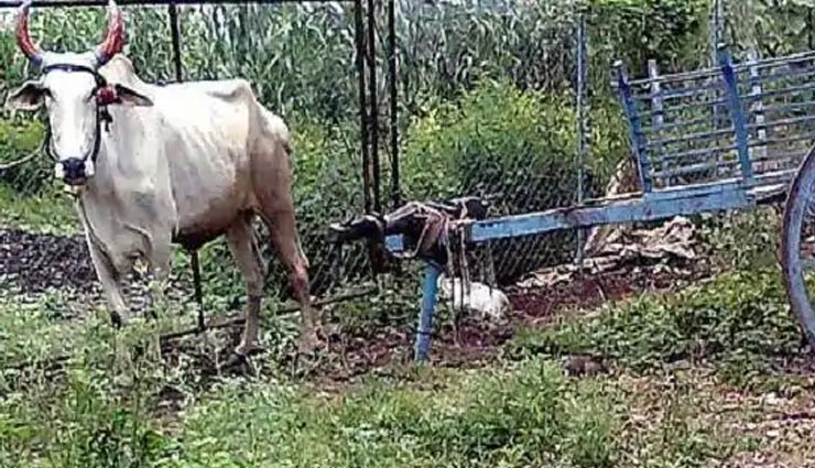 नए मोटर व्हीकल एक्ट का विरोध, हेलमेट की बजाय देगची-पतीला डालकर निकले, वीडियो वायरल helmets on bikes in gujarat,new traffic rules,helmet,gujarat,utensils,bike,new motor vehicle act,gujarat government,utensils on head,news,news in hindi