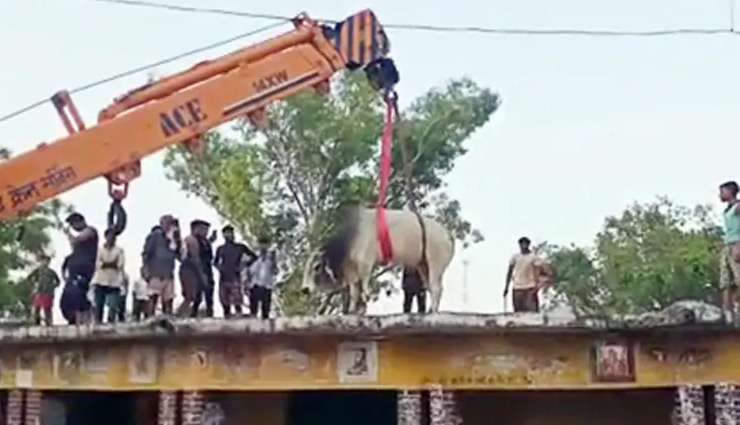bull,rescue,crane,roof,fatehpur,uttar pradesh,weird news