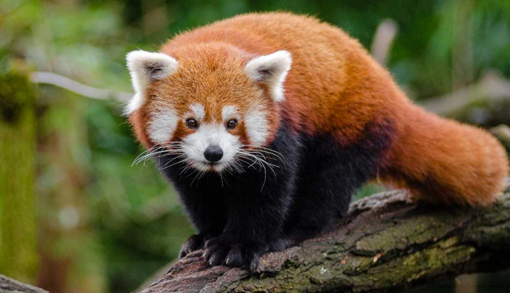 unesco world heritage sites,unesco world heritage sites in bhutan,travel,travel guide,travel tips