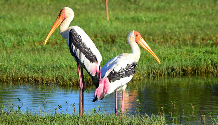 wildlife places in sri lanka,best wildlife parks sri lanka,sri lanka wildlife destinations,sri lanka national parks,safari in sri lanka,wildlife tours sri lanka,yala national park sri lanka,minneriya elephants,birdwatching in sri lanka,top wildlife parks sri lanka,leopard safari sri lanka,elephant watching sri lanka,nature reserves in sri lanka,wildlife adventures sri lanka