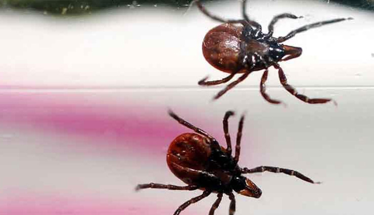 चीन में मकड़ी जैसे दिखने वाले जीव से फैल रहा ये नया वायरस, जाने इससे जुड़े 7 सवाल और उनके जवाब 