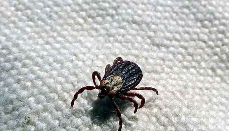 novel bunya virus infection,virus,china,tick borne disease,ticks,sfts virus tick borne virus,china,china virus,new virus,ticks,sfts virus,news,china news