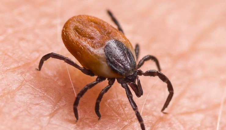 novel bunya virus infection,virus,china,tick borne disease,ticks,sfts virus tick borne virus,china,china virus,new virus,ticks,sfts virus,news,china news