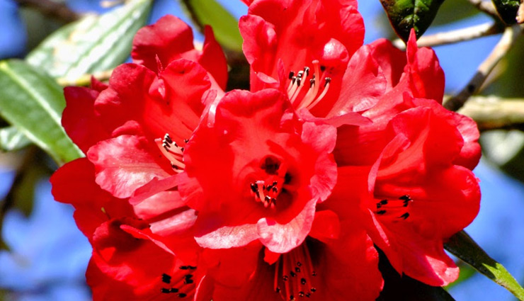 IIT मंडी ने बुरांश वृक्ष में ढूंढा कोरोना का इलाज, इसका फूल देगा संक्रमण को मात 