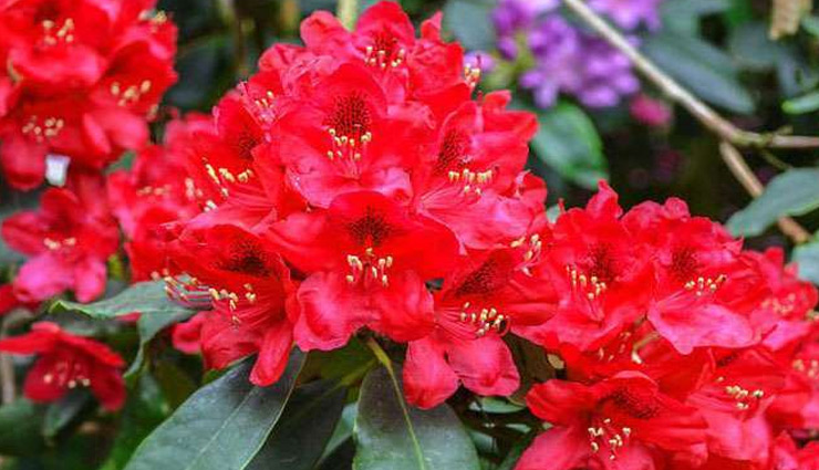 coronavirus,burash plant,coronavirus treatment,iit mandi