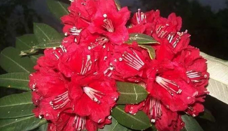 coronavirus,burash plant,coronavirus treatment,iit mandi