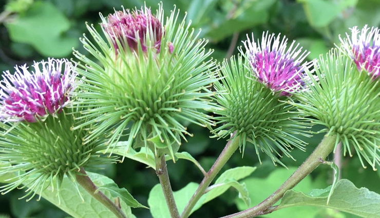 natural remedies for breast cancer symptoms,herbal remedies for breast cancer,breast cancer symptom relief,home remedies for breast cancer,alternative remedies for breast cancer,complementary therapies for breast cancer,non-medical treatments for breast cancer,breast cancer pain relief remedies,holistic remedies for breast cancer,integrative remedies for breast cancer symptoms,mind-body therapies for breast cancer symptoms