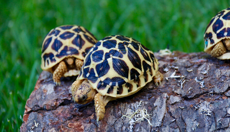 animals around the world,6 exquisite species of zoo animals,6 rare zoo animals,6 rare animals that are found in zoo,zoo animals,rare species of animals around the world,albino american alligators,african painted dog,panamanian golden frog,cotton-top tamarin,lord howe island stick insect,melbourne zoo australia,lincoln park zoo illinois,the maryland zoo baltimore,cincinnati zoo & botanical garden ohio,newport aquarium kentucky
