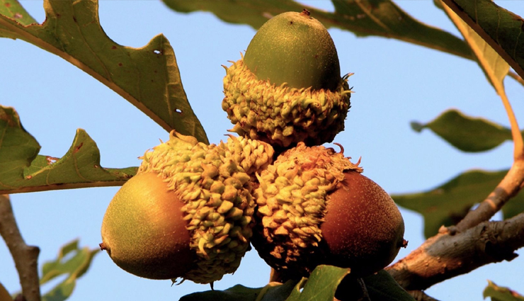 acorn types and varieties,different kinds of acorns to recognize,acorn classifications and species,acorn diversity: types to be aware of,identifying various acorn variations,acorn kinds and their characteristics,understanding acorn diversity and types,types of acorns to familiarize with,exploring acorn varieties and classifications,different acorn species and their traits