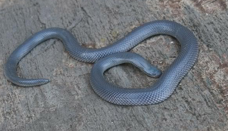 most poisonous snakes in the world,least known most poisonous snakes in the world,mamushi,coral cobra,spiny tree viper,burrowing asp,golden lancehead