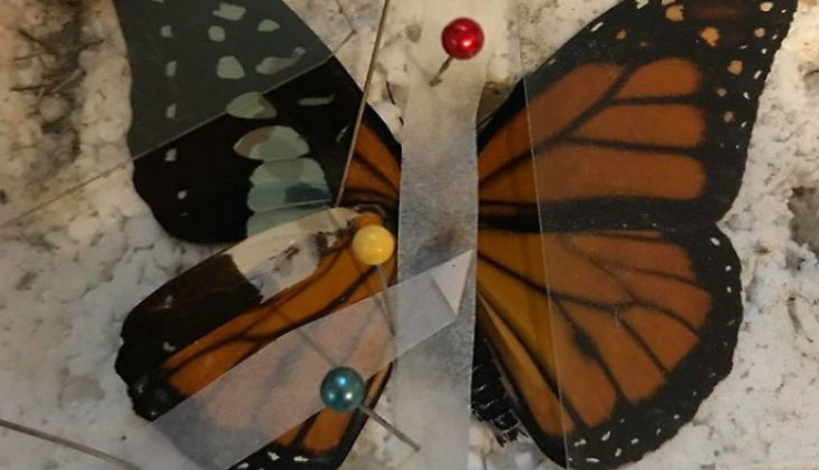 doctor,parrot,wings,weird news