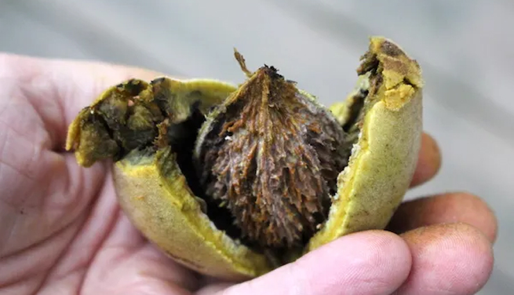 seeds rich in omega 3 that should be a part of your diet,healthy living,Health tips