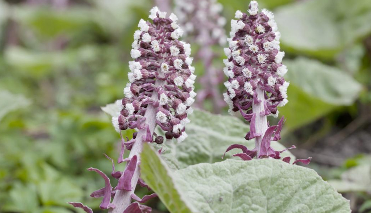 alleviate allergy symptoms,remedies to treat alleviate allergy symptoms,allergy,allergy problem,allergy problem teratment,Health,Health tips