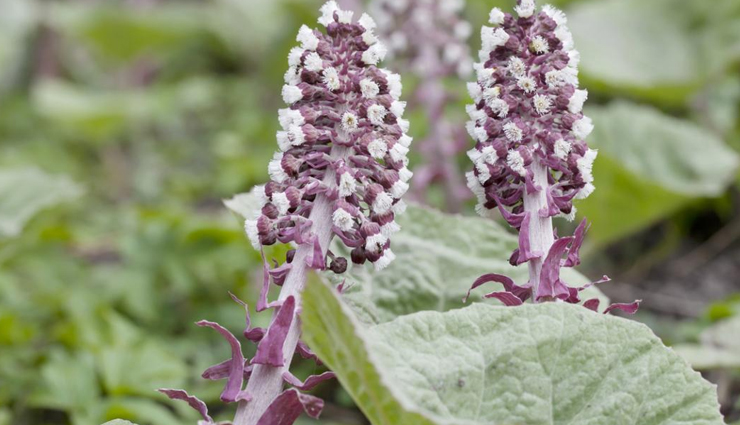 best tea for allergies,allergy,healthy tea,tea benefits,ginger tea,stinging nettle tea,green tea,butterbur tea,rooibos tea,Health,Health tips