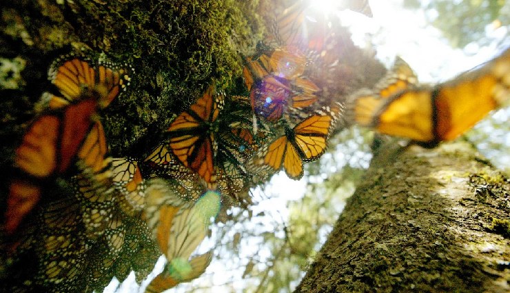 offbeat things to do in goa,hidden places in goa,unique experiences in goa,goa beyond beaches,non-touristy goa activities,goa travel guide,adventure in goa,goa cultural experiences,unexplored goa,alternative goa itinerary,goa local experiences