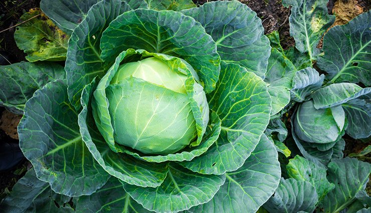 health benefits of cabbage,benefits of cabbage,Health tips,fitness tips,healthy living
