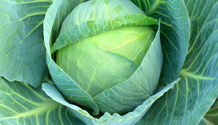 cabbage,health benefits of cabbage,Health tips,fitness tips,cabbage benefits