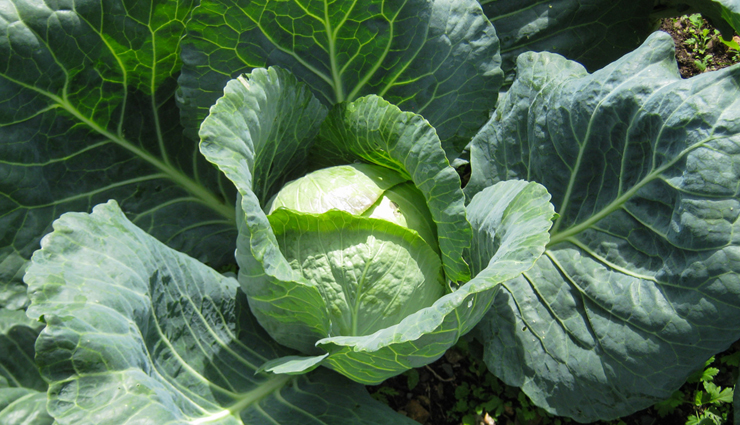 antioxidant vegetables,antioxidants,antioxidants foods,Health,Health tips