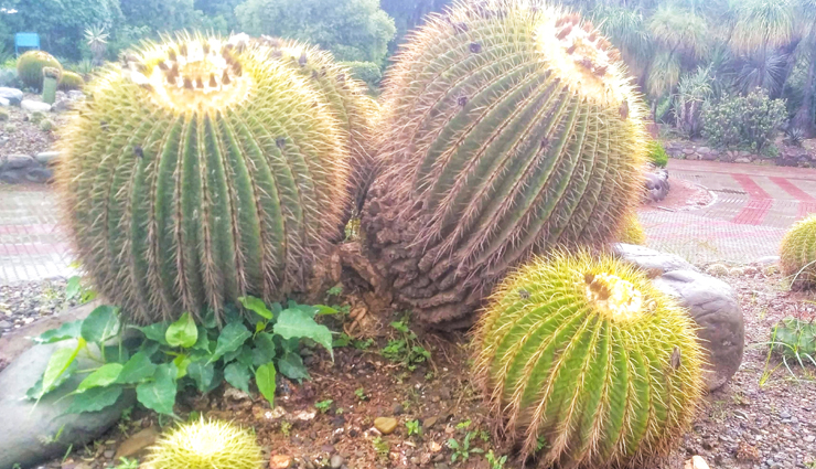 morni hills travel guide,best things to do in morni hills,haryana hidden gem: morni hills,uncovering the beauty of morni hills,morni hills attractions and activities,morni hills for offbeat travelers,morni hills trekking and camping spots,insider  guide to morni hills,morni hills natural wonders and cultural experiences,exploring the lesser-known morni hills in haryana