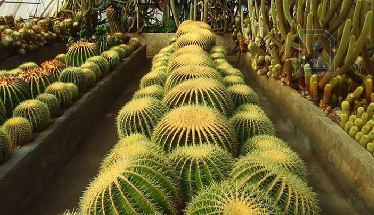 kalimpong,west bengal,must visit places,zang dhok palri phodang monastery,deolo hill,morgan house,cactus nursery,thongsa gompa,dr grahams homes,flower nurseries,kalimpong science centre,lava,neora valley national park