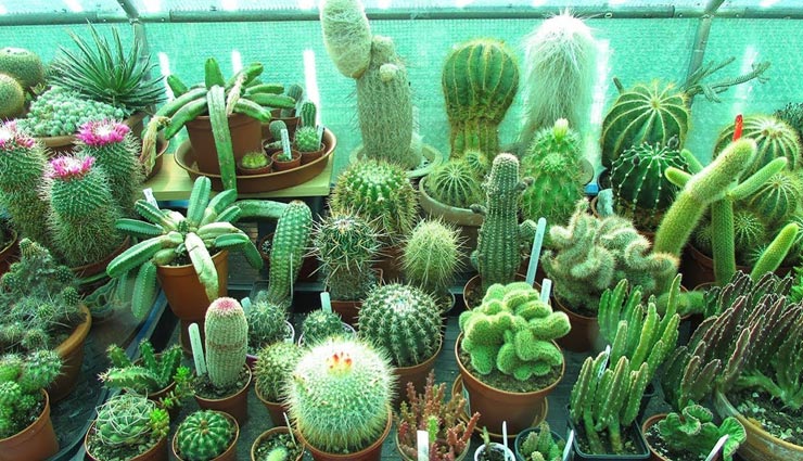 लड़ाई-झगड़े का माहौल पैदा करते है ये पौधे, बचें इन्हें लगाने से vastu tips,vastu tips in hindi,atmosphere of fighting,vastudosh by plants