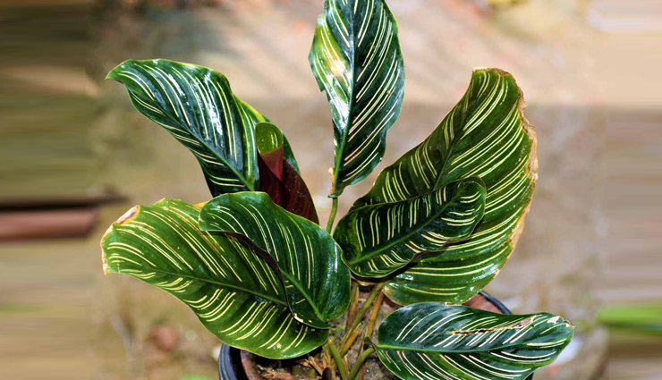 plants to rule the indoor garden,indoor garden,plants for indoor garden,household tips,home decor tips