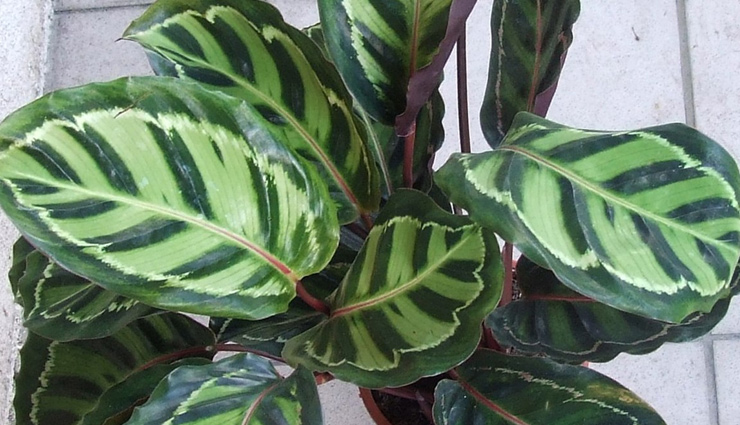 indore plants,plants for house