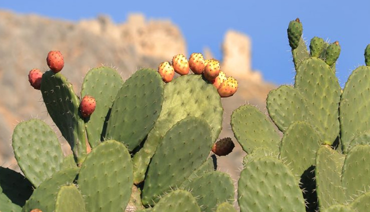 calcium rich food,healthy food,food to eat,Health tips,fitness tips,world vegetarian day