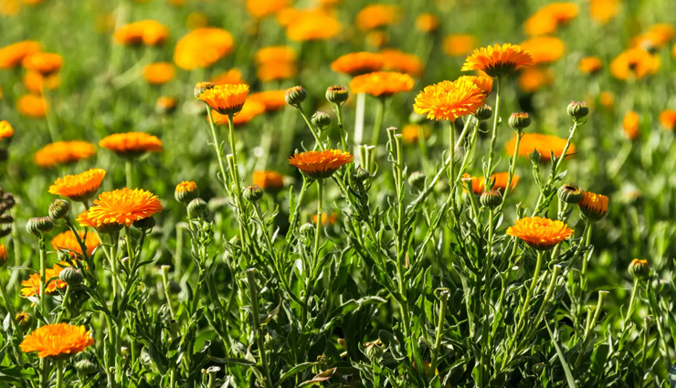 health benefits of calendula,calendula flower uses,calendula for skin,calendula oil,calendula tea,natural remedies,calendula healing properties,anti-inflammatory calendula,calendula for immune health,calendula for wound healing,calendula antifungal benefits,herbal medicine,natural wellness solutions