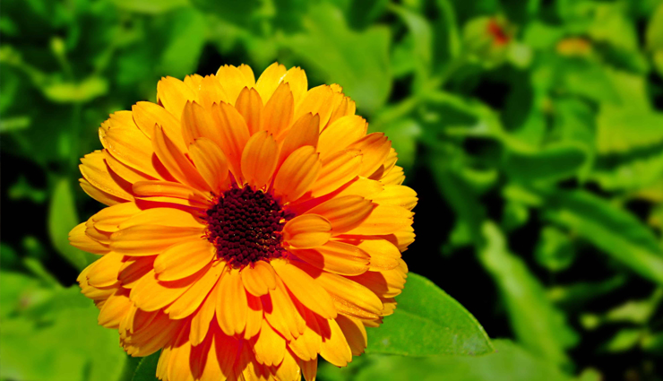 7 Health Benefits of Calendula
