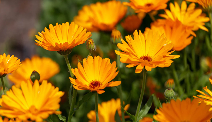 5 Proven Health Benefits of Calendula