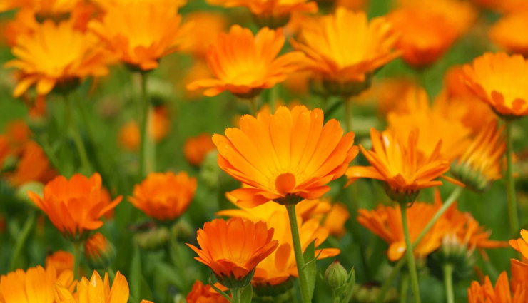 health benefits of calendula,calendula flower uses,calendula for skin,calendula oil,calendula tea,natural remedies,calendula healing properties,anti-inflammatory calendula,calendula for immune health,calendula for wound healing,calendula antifungal benefits,herbal medicine,natural wellness solutions