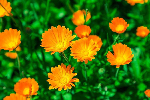 calendula flowers,health benefits of calendula flowers,Health tips,fitness tips,healthy flowers