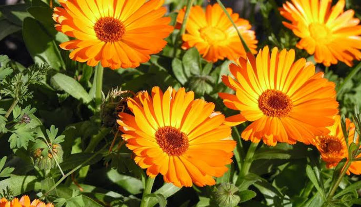 5 Health Benefits of Calendula Flowers