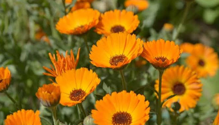 calendula flowers,health benefits of calendula flowers,Health tips,fitness tips,healthy flowers