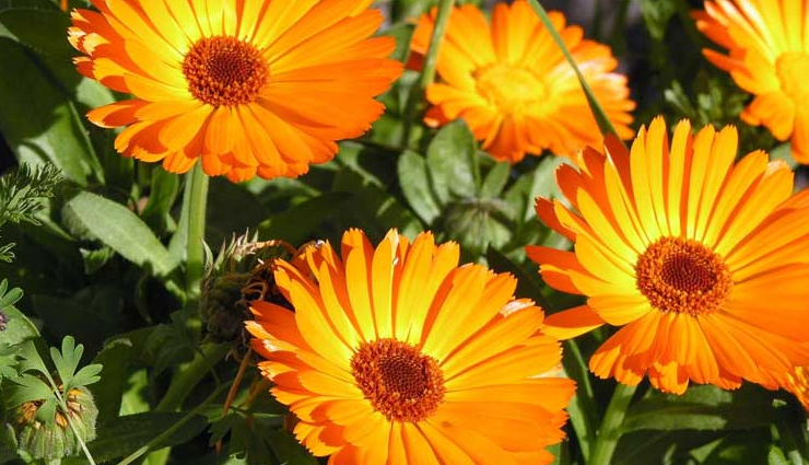 flowers that are beneficial for your skin and hair,beauty tips,beauty hacks