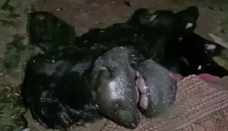 हरियाणाः भैंस ने दिया दो मुंह वाले कटड़े को जन्म, तस्वीरें सोशल मीडिया पर हो रही है वायरल haryana news,sonipat news,omg,bufallo,weird news in hindi