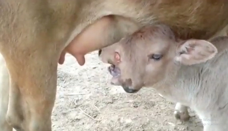 गाय के जन्मा दो सिर और तीन आंख वाला बछड़ा, देवी का अवतार समझ लोग कर रहे पूजा