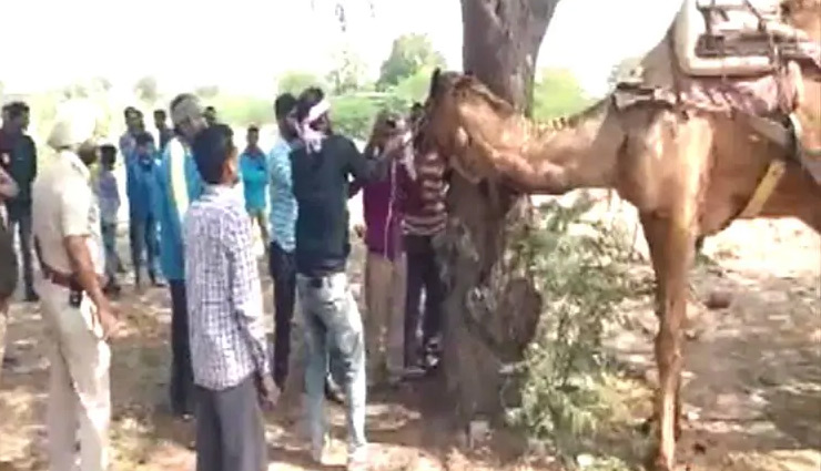 camel,attack,kill,bikaner,rajasthan,weird news , ऊंट, गर्दन चबाना, बीकानेर, राजस्थान