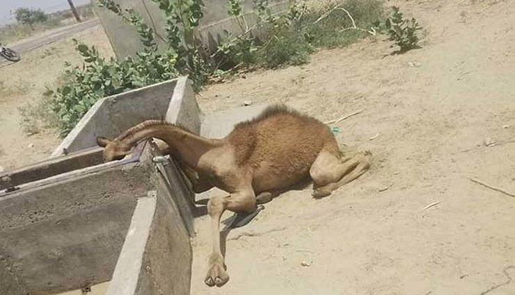 तस्वीर विचलित करने वाली, पानी की तलाश में भटकते ऊंट ने सूखी टंकी के पास पहुंचकर तोड़ा दम