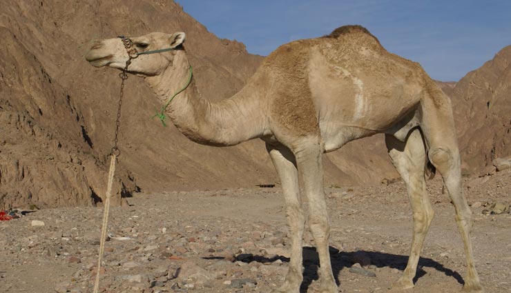 हनुमानगढ़ : ऊंट की तस्करी मामले में दो युवक गिरफ्तार, काटने के लिए 8 ऊटनियां ले जा रहे थे दिल्ली 