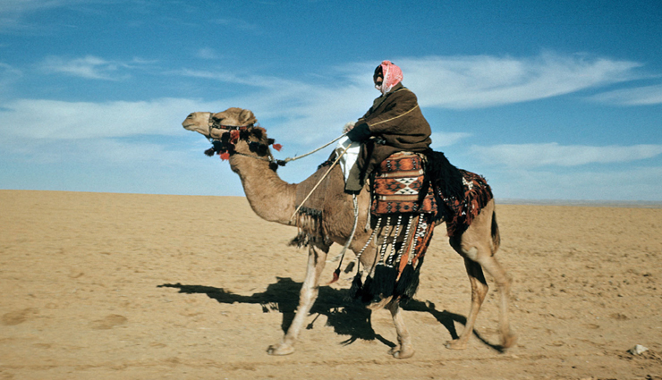 VIDEO : ऊंटनी से छेड़छाड़ करने की युवक को मिली ऐसी सजा की सभी रह गए देखते!