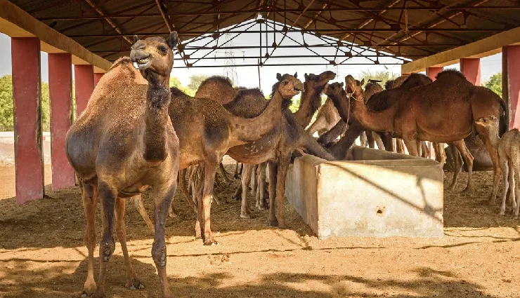 bikaner tourism,bikaner attractions,bikaneri bhujia,rajasthan royal cities,bikaner palaces,bikaner havelis,thar desert travel,bikaner museums,rajput heritage rajasthan,bikaner culture and history