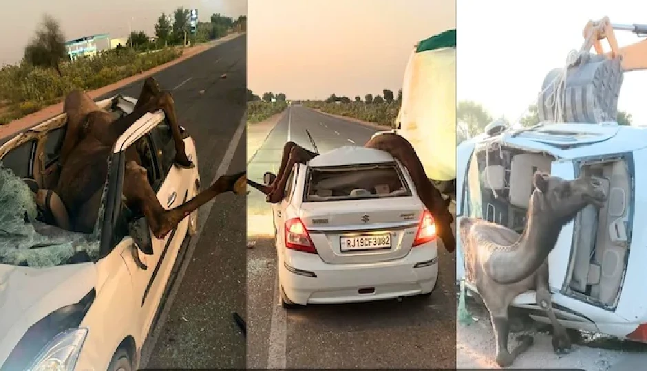 राजस्थान में अनोखा हादसा: स्विफ्ट डिज़ायर से टक्कर के बाद कार की छत तोड़ अंदर जा घुसा ऊंट, JCB से निकाला गया और फिर दौड़ पड़ा