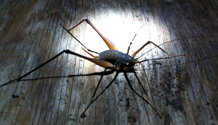 household tips,5 ways to get rid of pests from home,how to remove camel crickets,how to remove pests