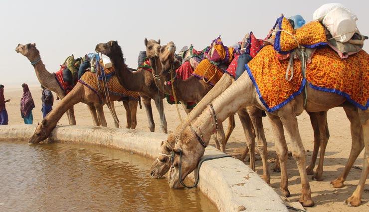 ऊंट एक बार में पीता है 100 लीटर से अधिक पानी, जानें इस 'रेगिस्तान के जहाज' से जुड़े रोचक तथ्य