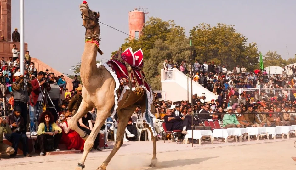 बीकानेर में 9 से 11 जनवरी तक सजेगा अंतरराष्ट्रीय ऊंट महोत्सव, कई आकर्षक कार्यक्रम बनेंगे खास आकर्षण