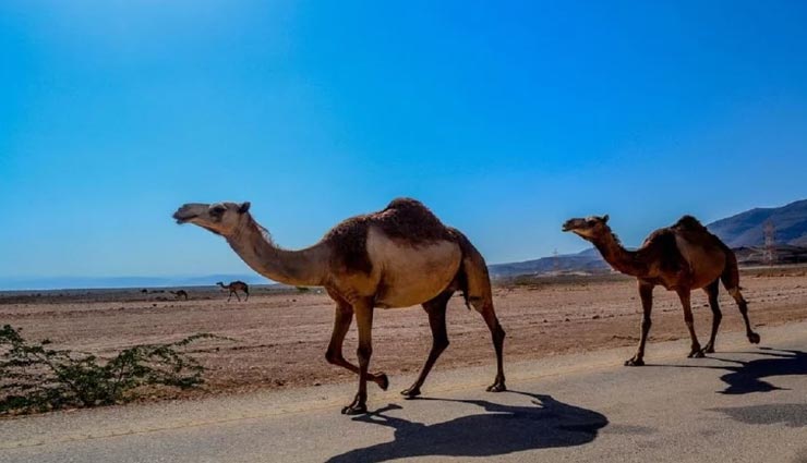 weird news,weird incident,australia news,ten thousand camels will be killed